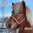 Lederhalfter mit Glitzer von Nordic Horse in Rosegold